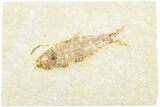 Fossil Fish (Knightia) - Green River Formation #237202-1